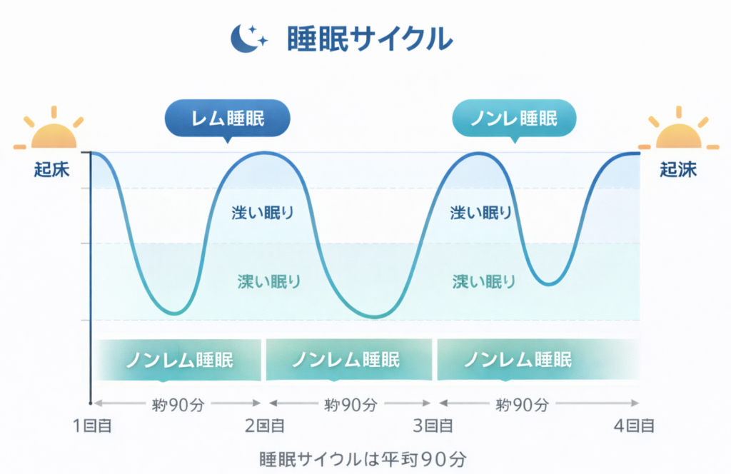 レム睡眠とノンレム睡眠サイクル